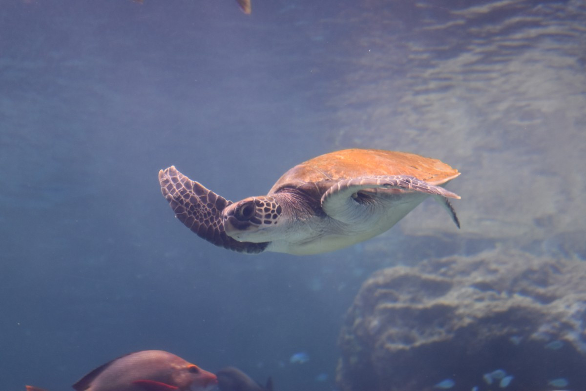 Θεσσαλονίκη: Δεύτερη νεκρή χελώνα καρέτα – καρέτα στον Θερμαϊκό