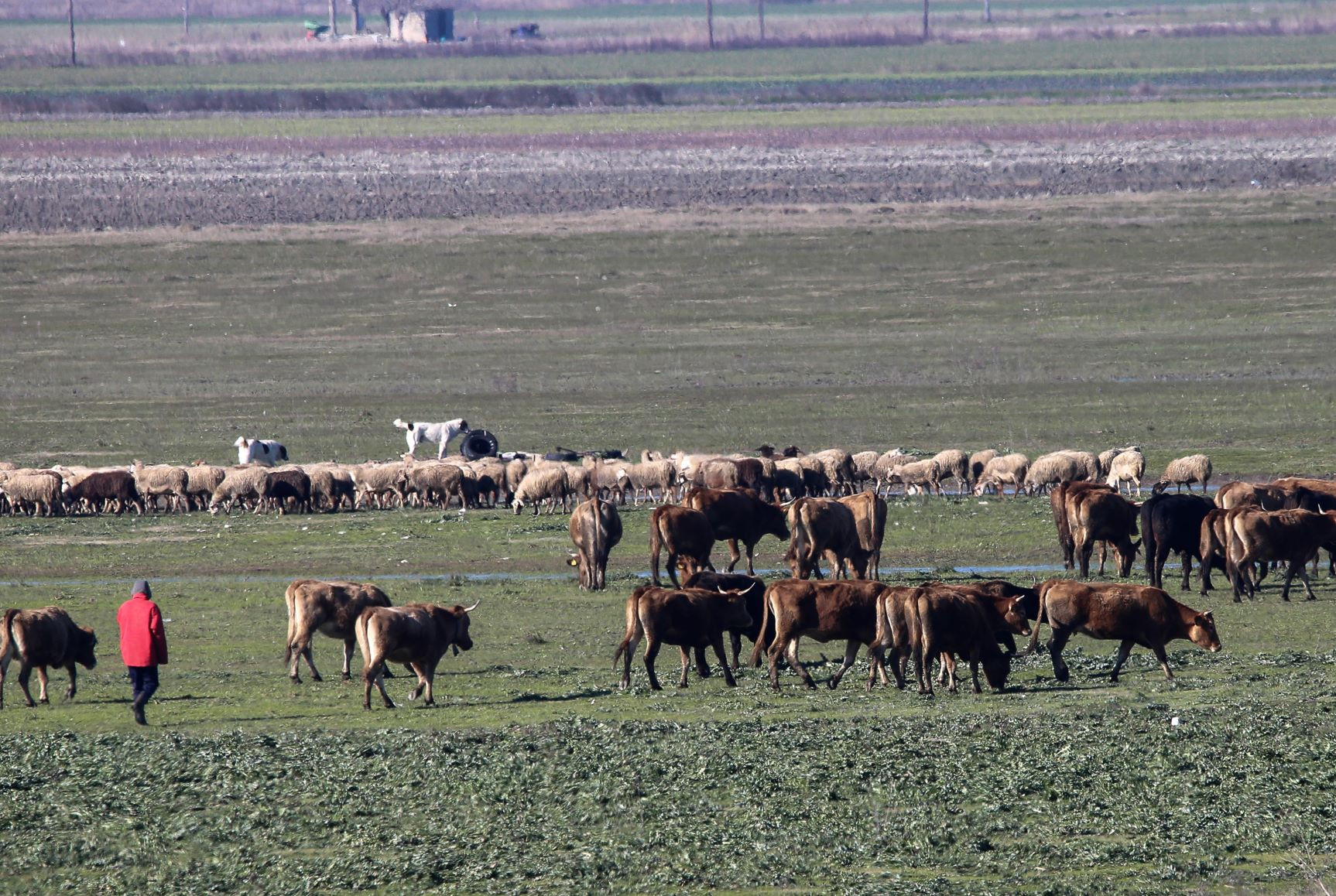 Σε απελπισία οι κτηνοτρόφοι περιμένουν κυβερνητική παρέμβαση