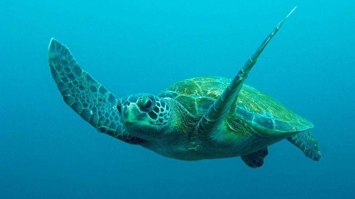 Καβάλα: Νεκρές δύο θαλάσσιες χελώνες σε παραλίες