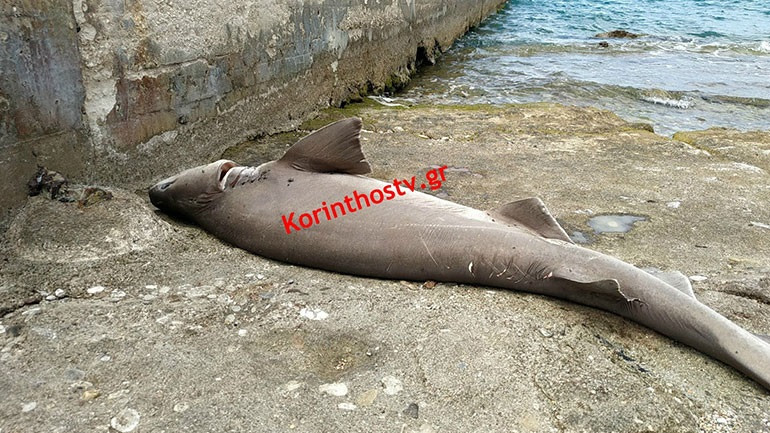 Νεκρός καρχαρίας ξεβράστηκε σε παραλία της Ποσειδωνίας Κορίνθου