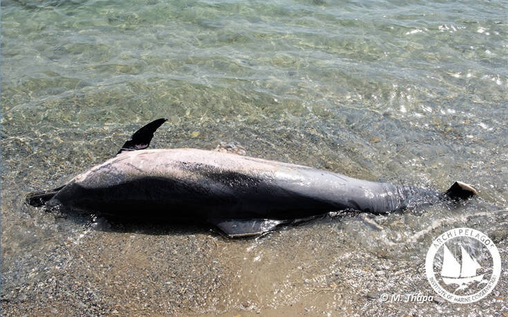 Κτηνωδία στο Αιγαίο: Έκοψαν με μαχαίρι τα πτερύγια δελφινιών