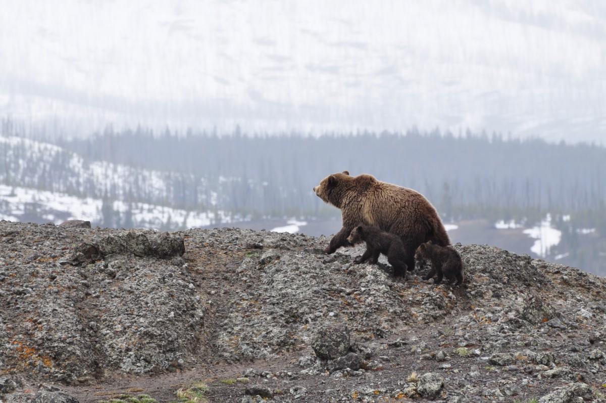 Ο Τραμπ επιτρέπει και πάλι το κυνήγι μωρών αρκούδων και λύκων στην Αλάσκα