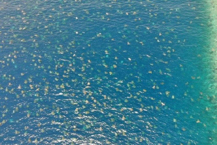Εντυπωσιακό θέαμα από drone: Χιλιάδες χελώνες στον Μεγάλο Κοραλλιογενή Ύφαλο [ΒΙΝΤΕΟ]