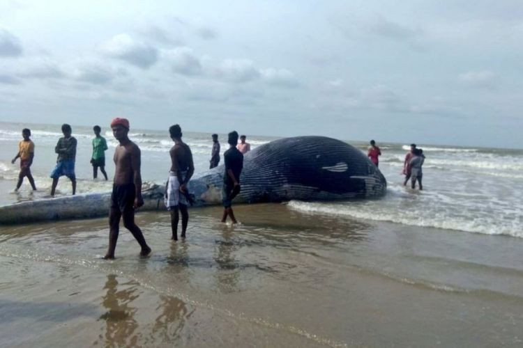 Φάλαινα ξεβράστηκε νεκρή στον Κόλπο της Βεγγάλης