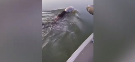 Έσωσαν αρκούδα που κολυμπούσε με πλαστικό δοχείο στο κεφάλι [ΒΙΝΤΕΟ]