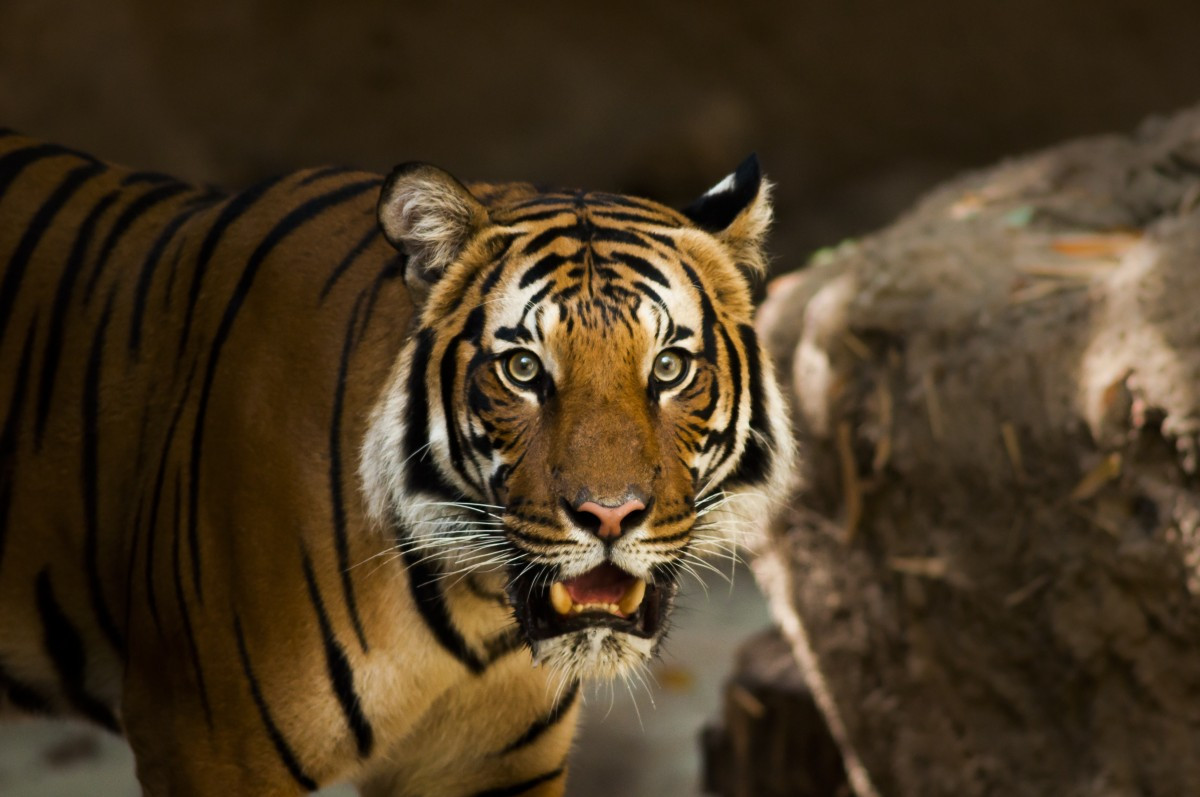 Σιβηριανή τίγρης σκότωσε φύλακα στον ζωολογικό κήπο της Ζυρίχης