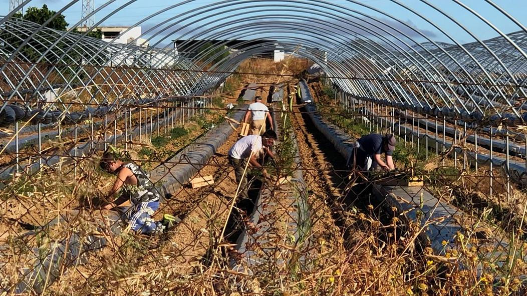 Οι «αόρατοι» σκλάβοι στα «λαμπρά» ευρωπαϊκά αγροκτήματα