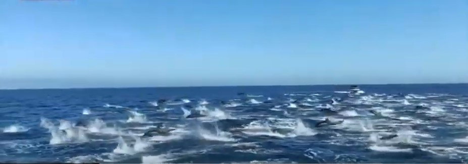 Μαγευτικό θέαμα από κοπάδι εκατοντάδων δελφινιών [Βίντεο]