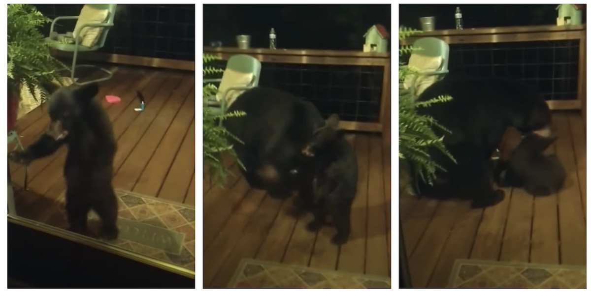 Αρκουδάκι εισβάλει σε βεράντα και η μαμά του το… συμμαζεύει