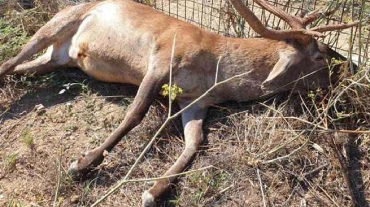 Απίστευτη βαρβαρότητα: Σκότωσαν ελάφι στην Πάρνηθα