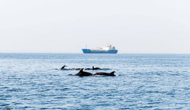 Αγέλη δελφινιών εμφανίστηκε στη θαλάσσια περιοχή Λεμεσού [ΦΩΤΟ]
