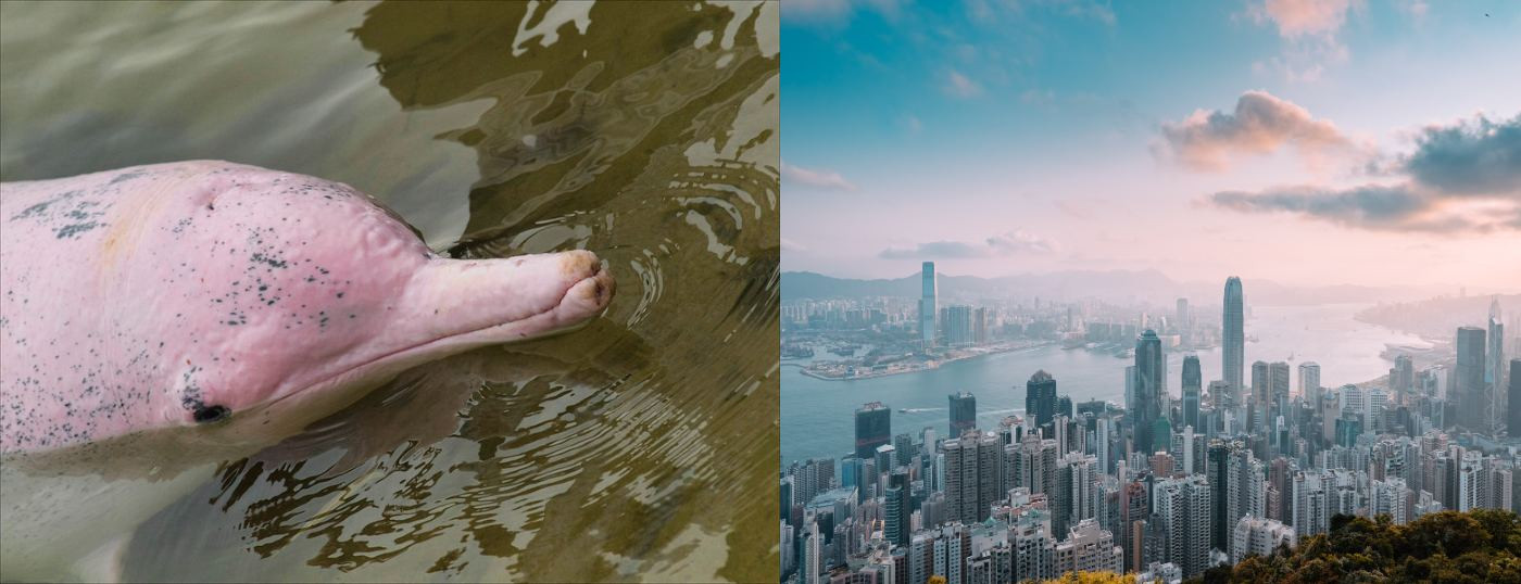 Σπάνια ροζ δελφίνια επιστρέφουν στο Χονγκ Κονγκ