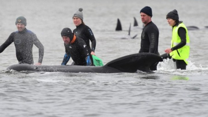 Εκατοντάδες νεκρές φάλαινες στην Τασμανία – Αγώνας δρόμου από τους διασώστες
