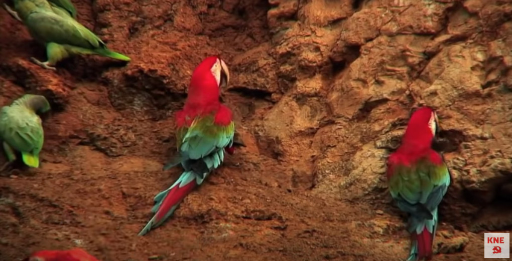 ΚΝΕ κατά Οικονόμου, Πορτοσάλτε, Πρετεντέρη: Τους παπαγάλους τους αγαπάμε, τα «παπαγαλάκια» όχι… [Βίντεο]