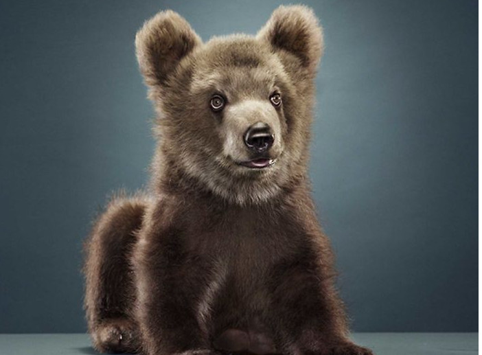 Αρκούδες με… φωτογένεια [ΦΩΤΟ]