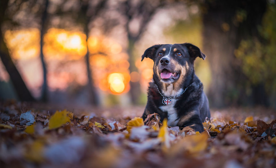 Σκυλιά με φωτογένεια το φθινόπωρο [ΦΩΤΟ]