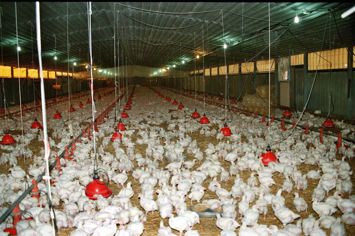 Κοροναϊός: «Λουκέτο» στα πτηνοτροφεία «Πίνδος», κρούσματα σε πτηνοσφαγείο της ΑΓΓΕΛΑΚΗΣ