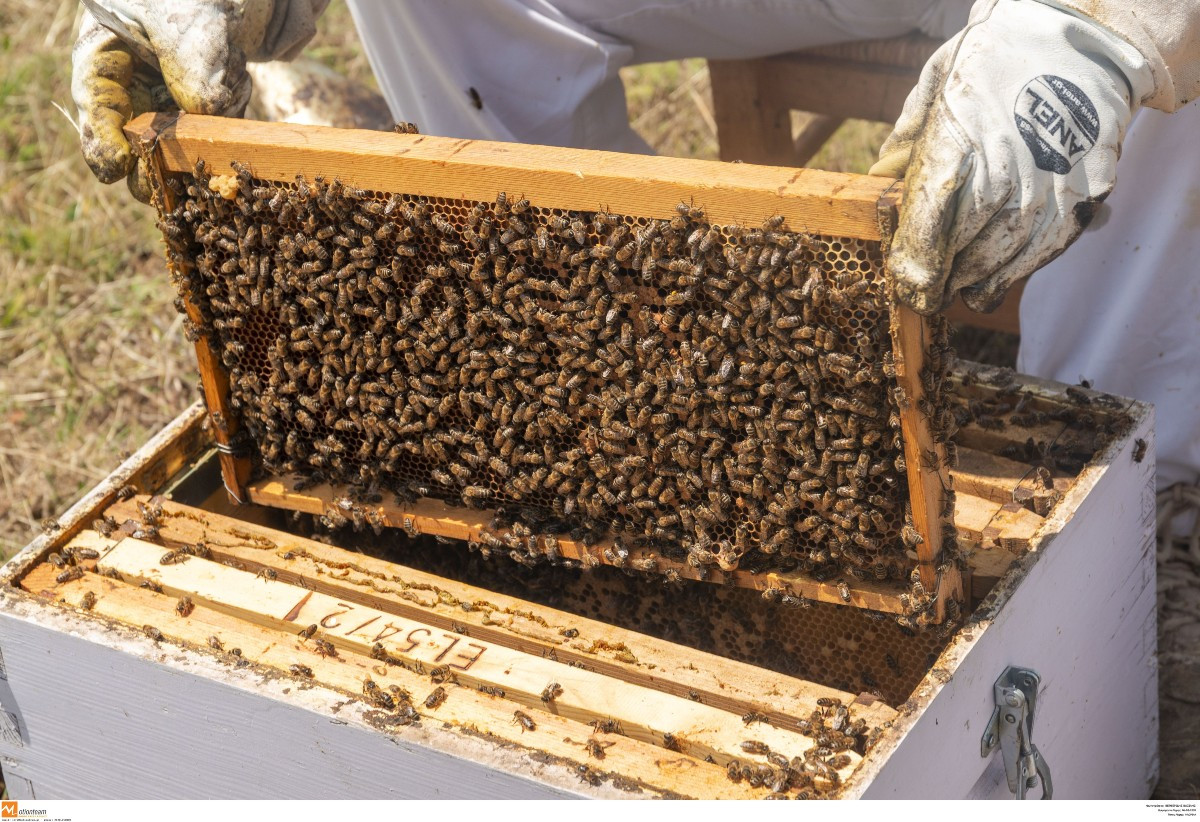 Αποσύρεται νοθευμένο μέλι ανθέων από τον ΕΦΕΤ [Φωτογραφίες]