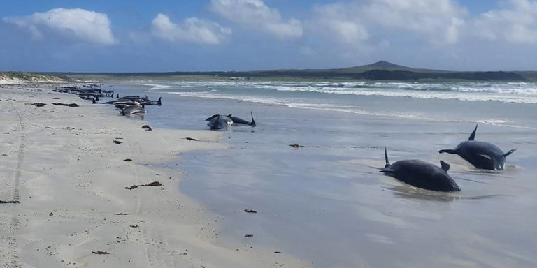 Νέα Ζηλανδία: Νεκρές σχεδόν 100 φάλαινες και δελφίνια που εξόκειλαν στην ακτή