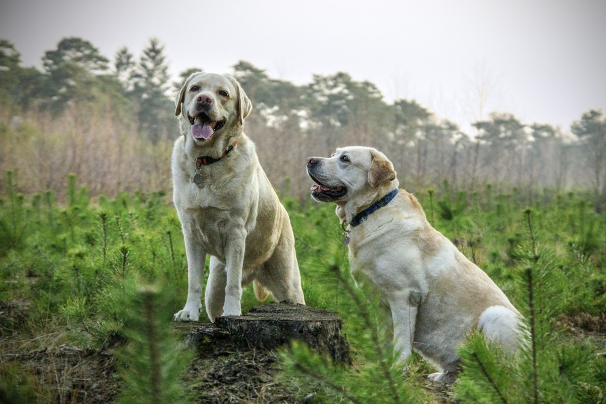 Οι σκύλοι φαίνεται να μυρίζουν με μεγάλη ακρίβεια τους ανθρώπους με κοροναϊό