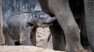 To πρώτο ελεφαντάκι σε ζωολογικό κήπο του Τόκιο μετά από 138 χρόνια