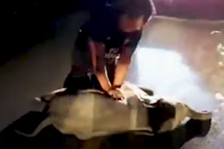 Ταϊλάνδη: Έσωσε μωρό ελέφαντα που είχε χτυπηθεί από μηχανή [ΒΙΝΤΕΟ]