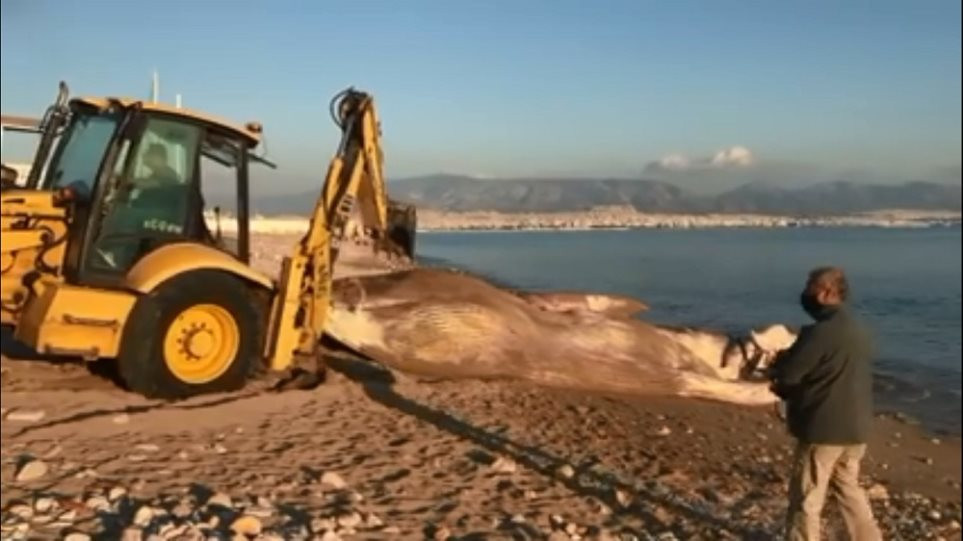 Νεκρή φάλαινα ξεβράστηκε στον Πειραιά [ΒΙΝΤΕΟ]