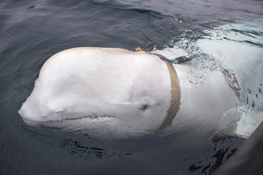 «The Whale», η συγκλονιστική αρκτική ατραξιόν στη Νορβηγία