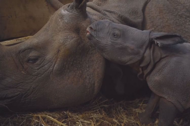 Πολωνία: Γεννήθηκε ρινόκερος για πρώτη φορά εδώ και 155 χρόνια [ΒΙΝΤΕΟ]