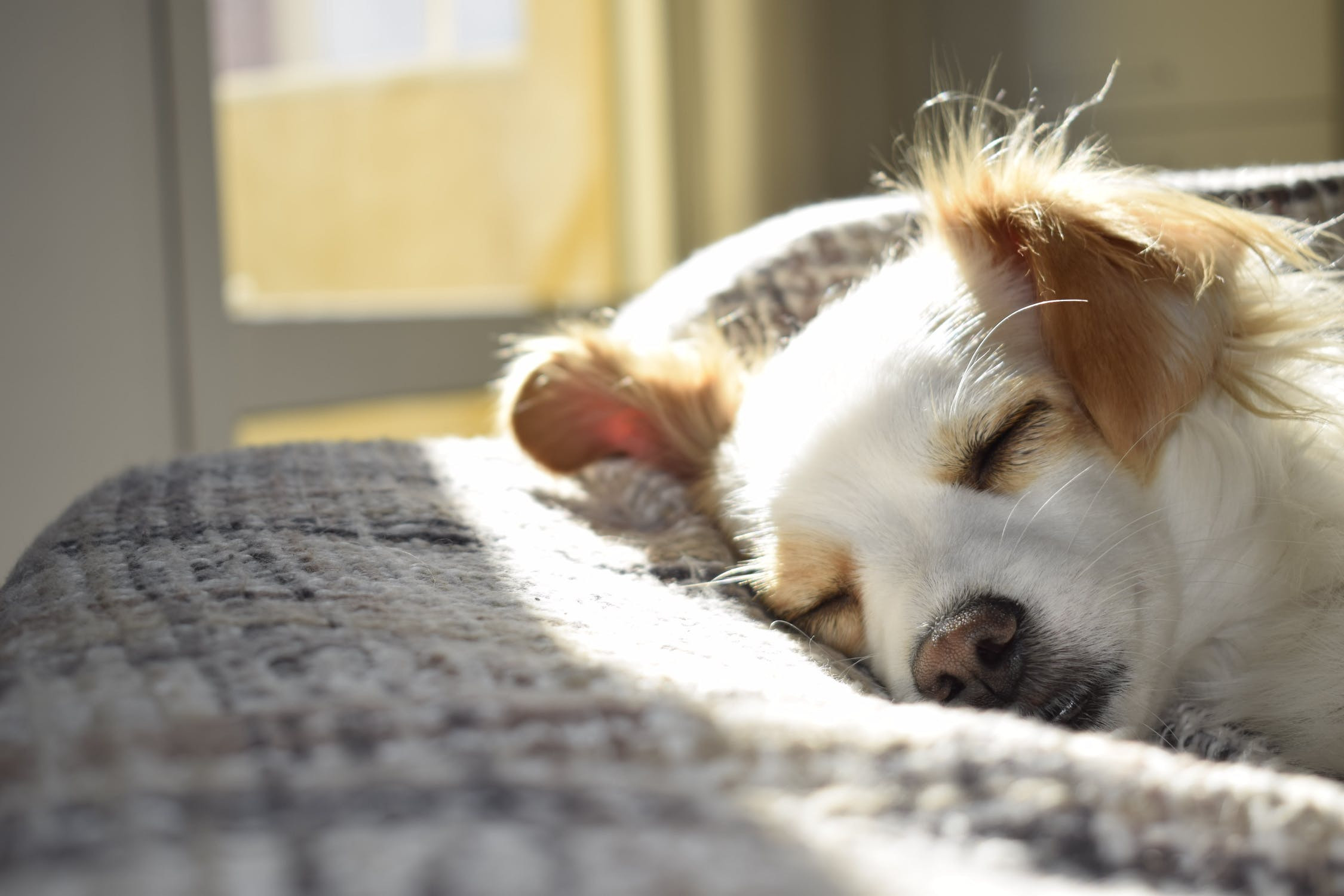 Γρίπη στον σκύλο: Τι πρέπει να γνωρίζουμε