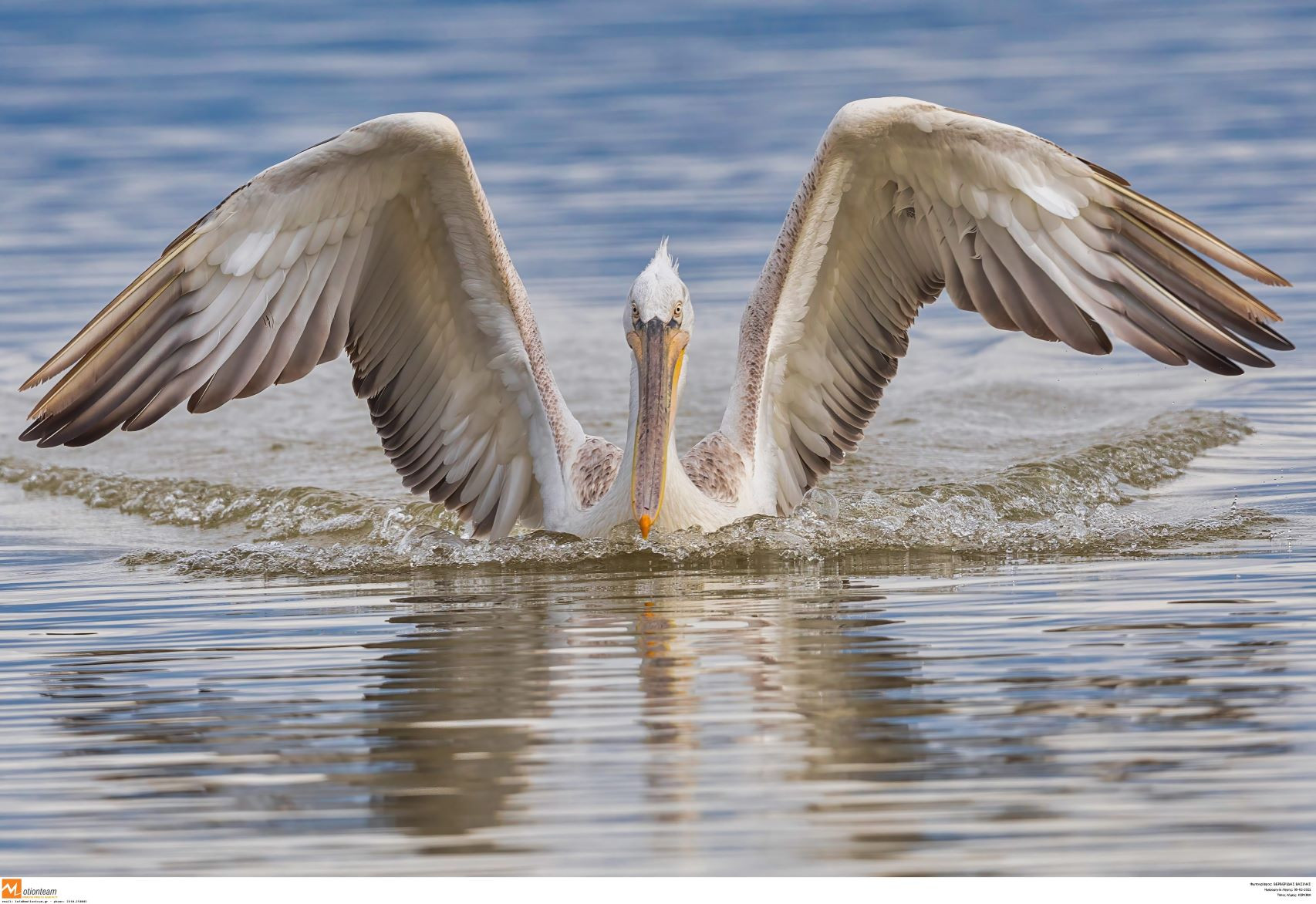 Λίμνη Κερκίνη: Ένας τόπος πολλών σπάνιων πουλιών και προστατευμένων ειδών