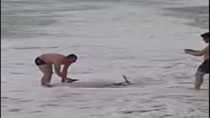Συγκινητική διάσωση δελφινιού σε παραλία της Καβάλας [Βίντεο]