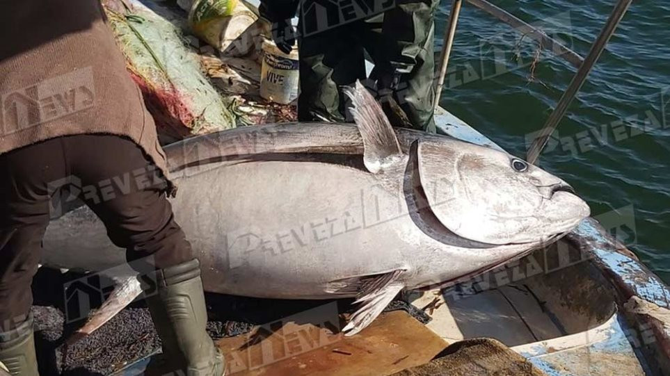 Ψαράς στην Πρέβεζα έπιασε ψάρι… 130 κιλών