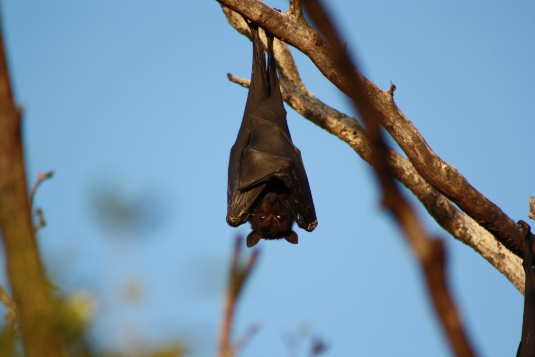 Νυχτερίδες, παγκολίνοι, χοίροι και πτηνά: Ποια είναι τα ζώα που μεταδίδουν ιούς