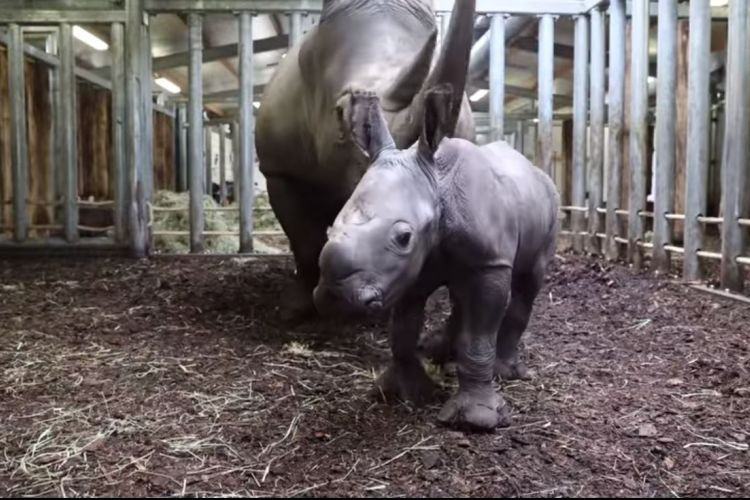 Ολλανδία: Ρινοκεράκι γεννήθηκε σε ζωολογικό κήπο