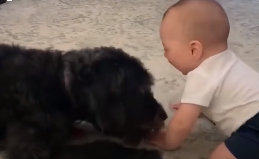 Η απίστευτη σχέση μωρών και σκύλων [ΒΙΝΤΕΟ]