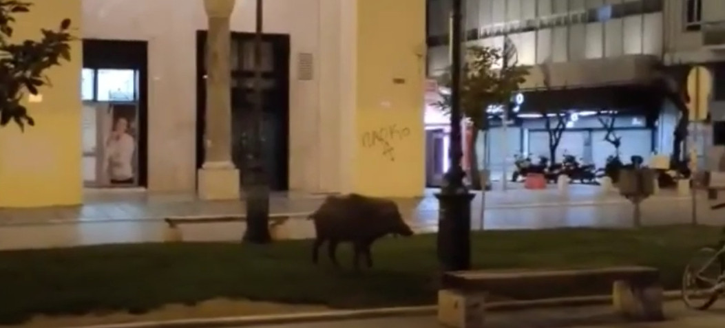 Θεσσαλονίκη: Μεταμεσονύχτια «βόλτα» από αγριογούρουνο στην πλατεία Αριστοτέλους [Βίντεο]