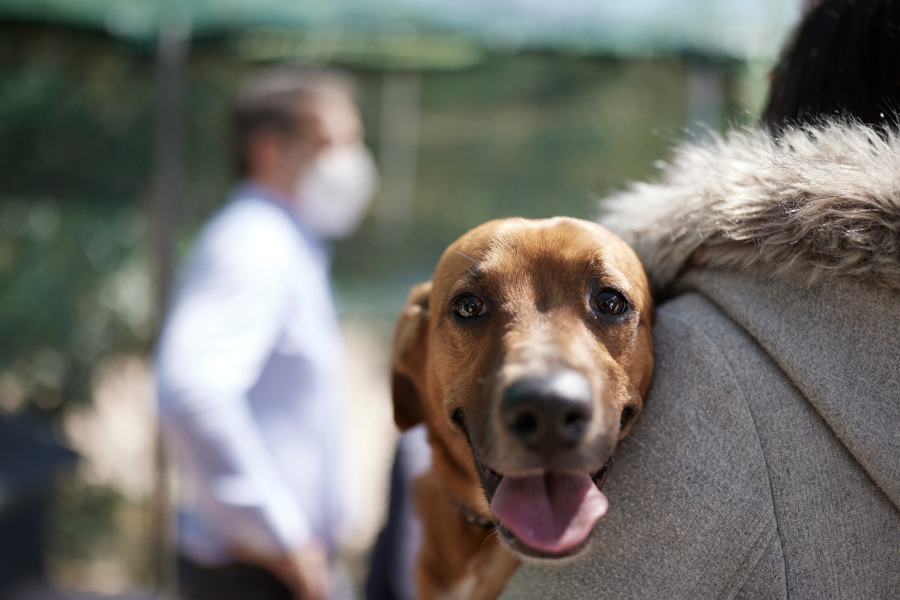 Μπαίνει λουκέτο στο καταφύγιο που υιοθέτησε σκύλο ο Μητσοτάκης γιατί ήταν παράνομο