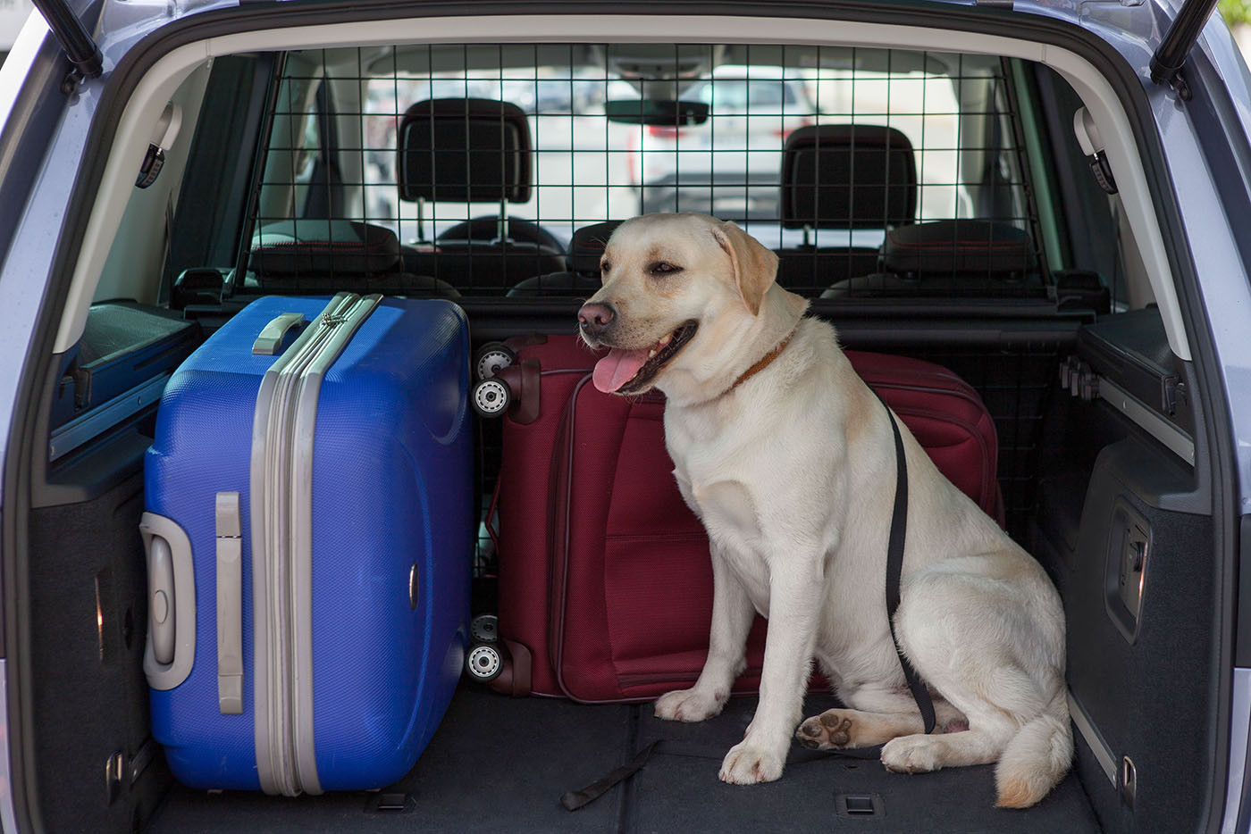 10 συμβουλές για να είναι ο σκύλος σας ασφαλής στο αυτοκίνητο
