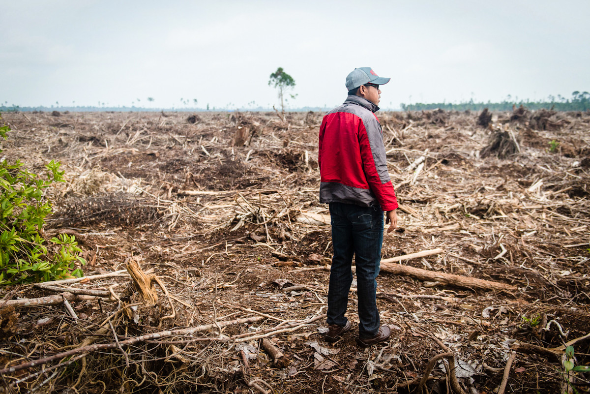 Τροπικά δάση εξαφανίζονται εξαιτίας της βιομηχανίας τροφίμων – Ο ρόλος των διεφθαρμένων κυβερνήσεων