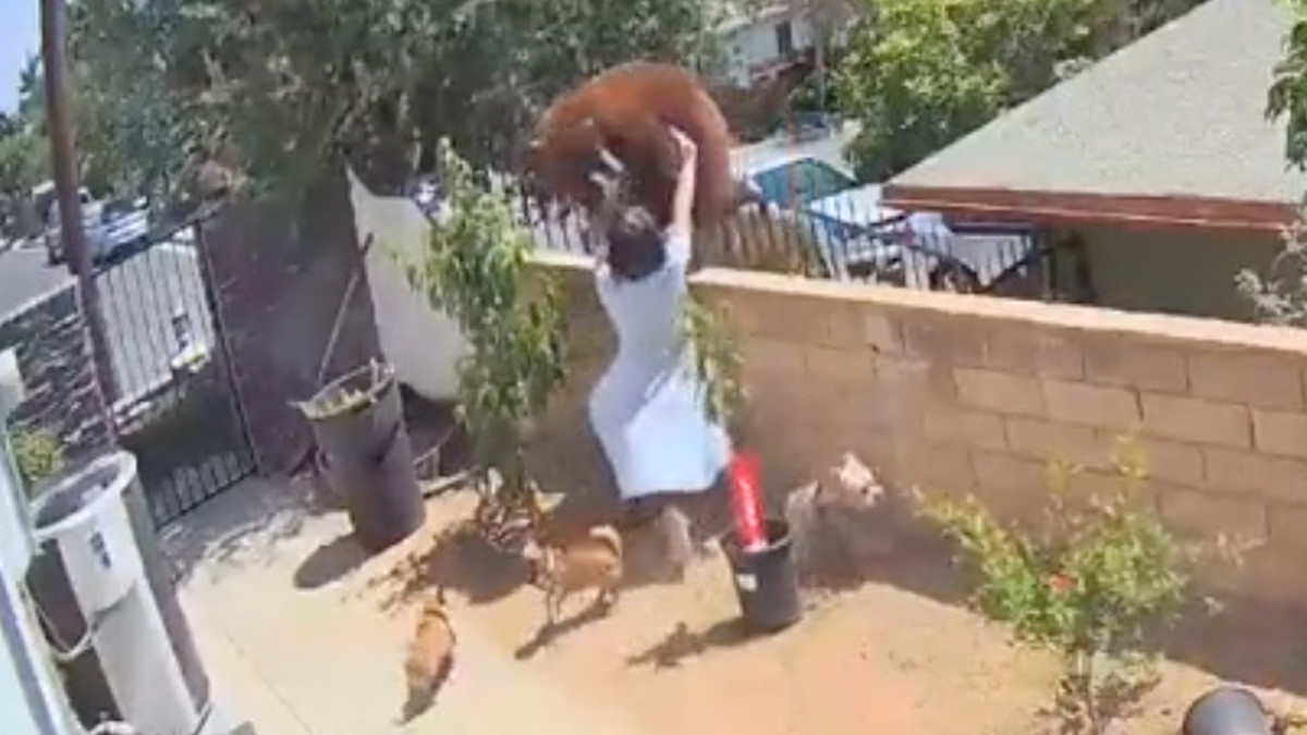 Νεαρή κοπέλα τα βάζει με αρκούδα για να σώσει τα σκυλιά της [ΒΙΝΤΕΟ]