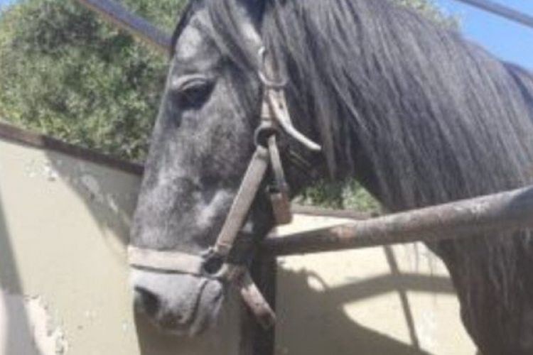 Συνελήφθη άνδρας που βασάνιζε το άλογο του – Η κατάσταση του ζώου
