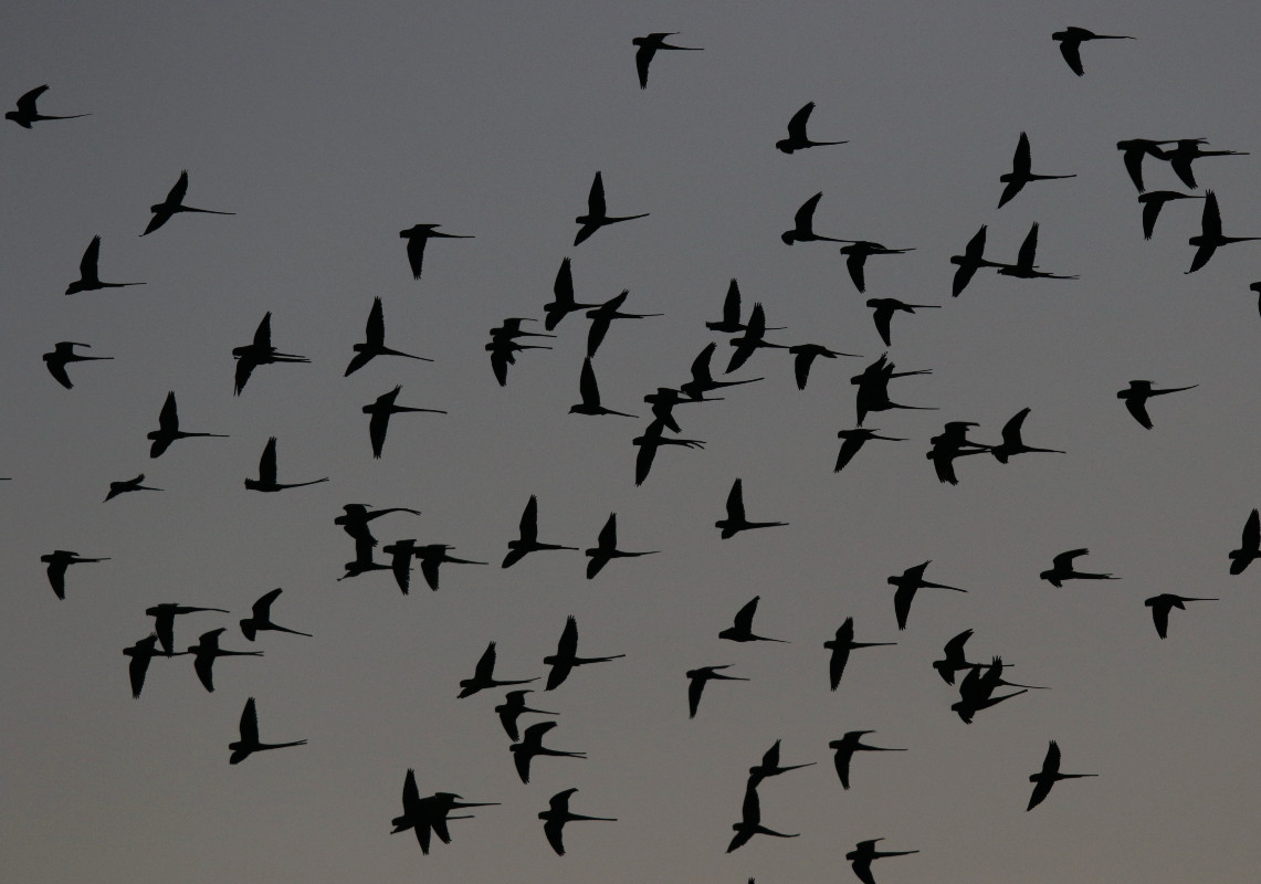ΗΠΑ: Η μυστηριώδης επιδημία που σκοτώνει εκατοντάδες πτηνά