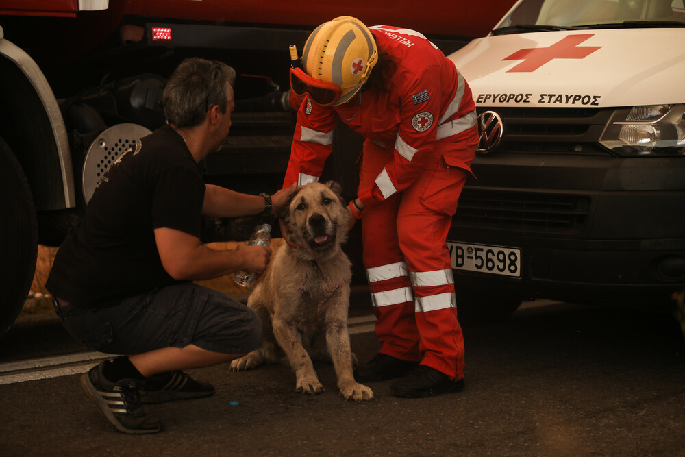 Φωτιά Βαρυμπόμπη: Μάχη από πυροσβέστες και εθελοντές για να σωθούν ζώα