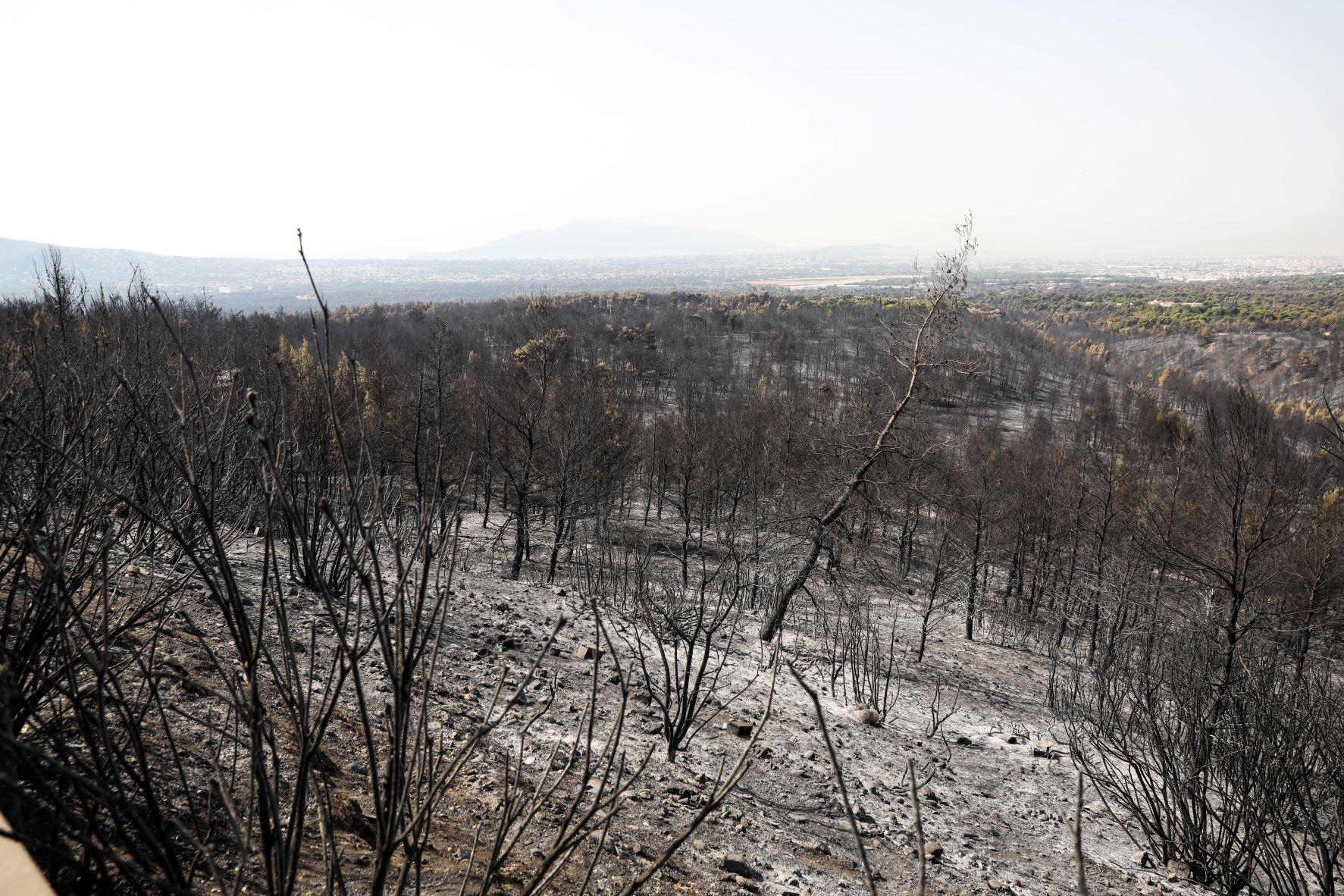 Meteo: Αύξηση 26% των πυρκαγιών και 450% της καμένης έκτασης στην Ελλάδα το 2021