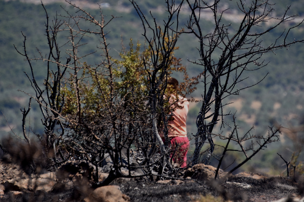 «Στάχτη» το ένα τρίτο των δασών της Εύβοιας – Οκταπλαστιάστηκαν οι καμένες εκτάσεις στην Ελλάδα
