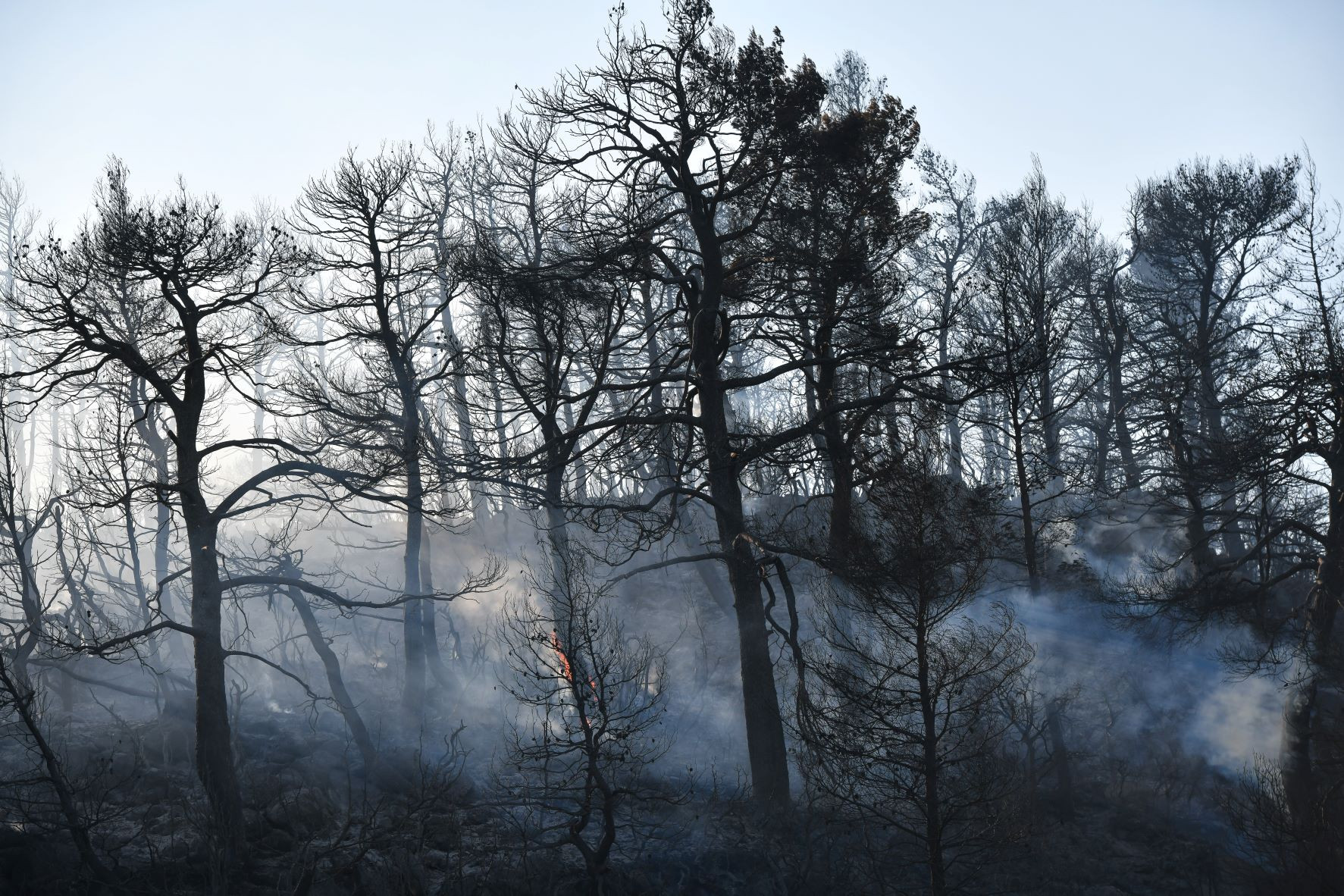 Σπύρογλου- Ινστιτούτο Δασικών Ερευνών: Φυσική αναγέννηση των καμένων εκτάσεων – Η Δασική Υπηρεσία πρέπει να αναλάβει πάλι τις πυρκαγιές