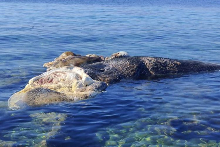 Νεκρή φάλαινα ξεβράστηκε στον Μάραθο Μεσσηνίας [ΒΙΝΤΕΟ]