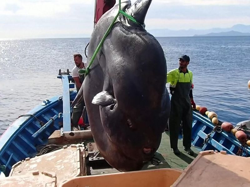 Έπιασαν γιγαντιαίο ψάρι δύο τόνων στην Ισπανία [ΒΙΝΤΕΟ]