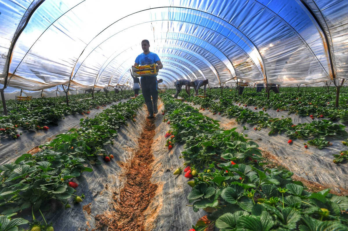 Παραγωγή φράουλας: Οι ξένοι εργάτες σχηματίζουν συνδικαλιστική οργάνωση